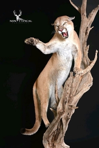 Mountain Lion, aggressive open mouth, upward climb into tree, left turn to swipe - Lifesize floor pedestal w/habitat 